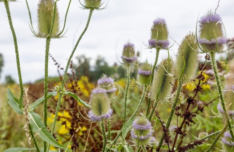 Frühling bei De Veerhuys